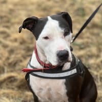 BOGA, chienne à adopter