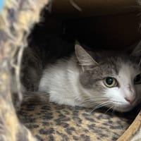 CIBOULETTE, chatte à adopter