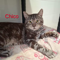 Chico, chat à adopter