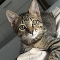 PANAM, chat à adopter