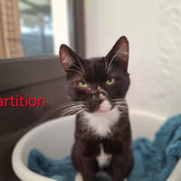 Partition, chat à adopter