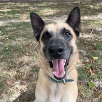 SANDERO PAA24271, chien à adopter