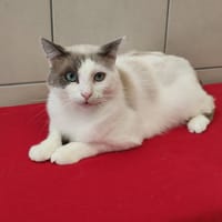 SPARROW QCT, chat à adopter