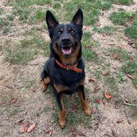 MEZZO PAA24162, chien à adopter