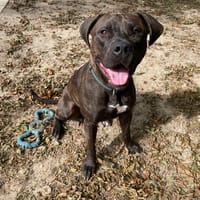 NONNETTE PAA24116, chienne à adopter
