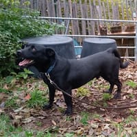 ROMEO, chien à adopter