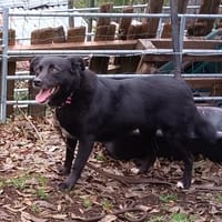 REGLISSE, chienne à adopter