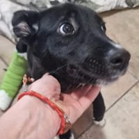 JUJUTSU, chienne à adopter