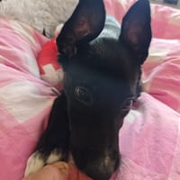 NINO, chien à adopter
