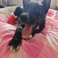 NINO, chien à adopter