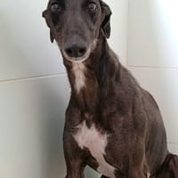 HELLBOY, chien à adopter