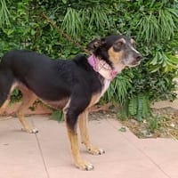 NILA, chienne à adopter