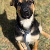 ATREYU (Maria), chien à adopter