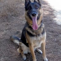APOLO (Union Animal), chien à adopter