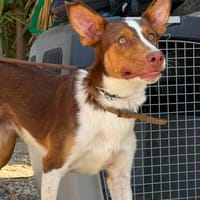 EWAN (Maria), chien à adopter