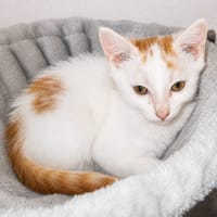 Blanko, chat à adopter