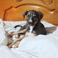 ZANAH, chienne à adopter