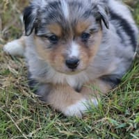 Byron, chien à adopter