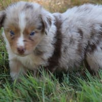 Béring, chien à adopter