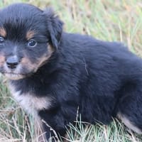 Buzz, chien à adopter