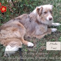 Maba, chienne à adopter