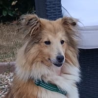 DZ Waf Waf, chienne à adopter