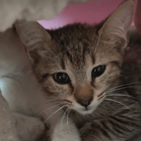 ETOILE, chatte à adopter