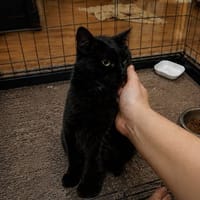 Pépite, chatte à adopter