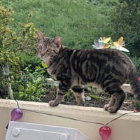 floki, chat à adopter