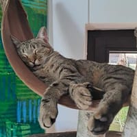 Kuschelkater Timo, Kater zur Adoption