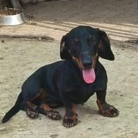 🐾 Kleine Berta sucht ihr Zuhause für immer, Hündin zur Adoption