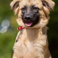 freundliches Hundekind Pepa sucht Leinenführer fürs Leben., Hündin zur Adoption