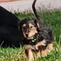 Zuckersüße CASEY, Hündin zur Adoption