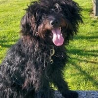 James° 61250 Usingen, Hund zur Adoption