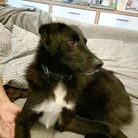 🌸💗 Joy sucht ihr Zuhause 💗🌸, Hündin zur Adoption