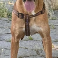 Zara eine warmherzige Hündin, Hündin zur Adoption