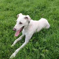 Wer zeigt dem süßen Yuri das Leben?, Hund zur Adoption