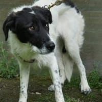 Wundervoller Ezra, Hund zur Adoption