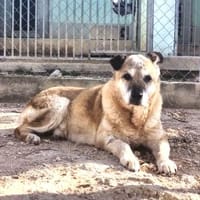 Aton - warmes Seniorenplätzchen gesucht, Hund zur Adoption