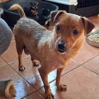 Finchen - sie ist ein kleiner Goldschatz, Hündin zur Adoption