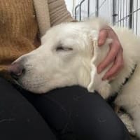 Kämpferherz Sommersprosse, Hund zur Adoption