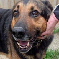 Traumhund Pluto sucht seine Familie, Hund zur Adoption