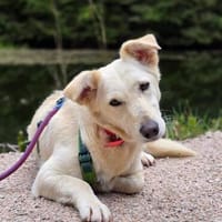 SAMA - geb. ca. 09/2022, Hündin zur Adoption