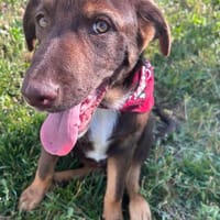Benno ein ganz feiner Labbi Mix, Hund zur Adoption