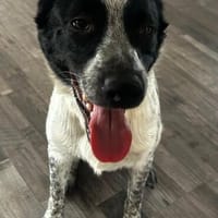 Philip ein intelligenter Junghund, Hund zur Adoption