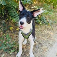 Dumbo ein freundlicher Rüde, Hund zur Adoption