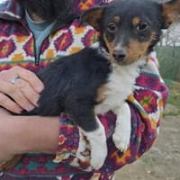 Fibi sucht ihr Glück, Hündin zur Adoption