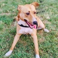 Labrador Mix Savanna, Hündin zur Adoption