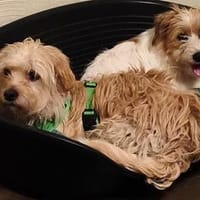 Wuschelmaus Aria, Hündin zur Adoption