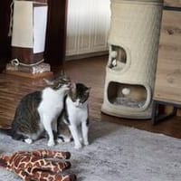 Die Brüder Tito und Toto Fiv+, unser DreamTeam, Kater zur Adoption